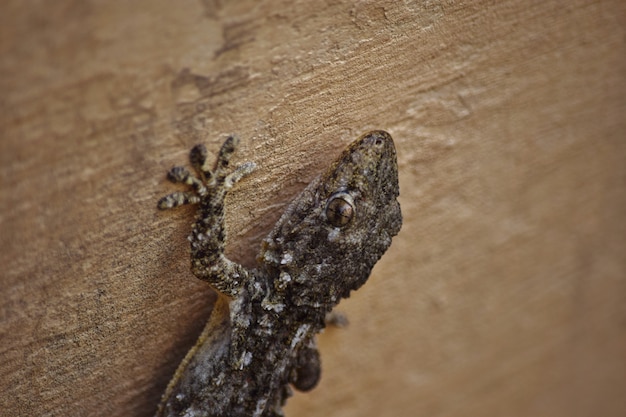 primer plano morisco gecko arrastrandose paredes luces malta 181624 22450